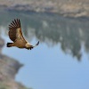 Sup belohlavy - Gyps fulvus - Eurasian Griffon 3893